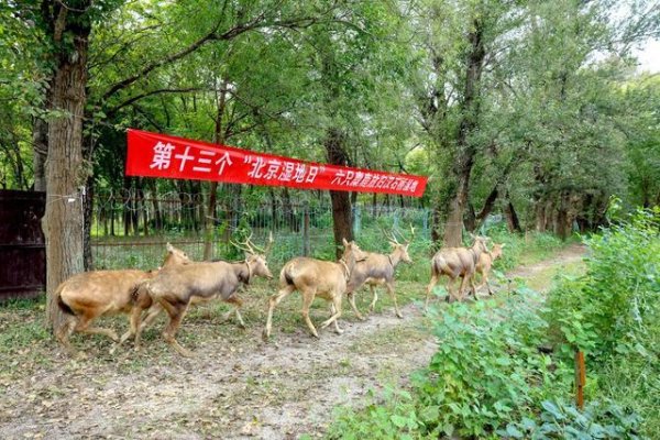 振兴配资 六只麋鹿放归汉石桥湿地
