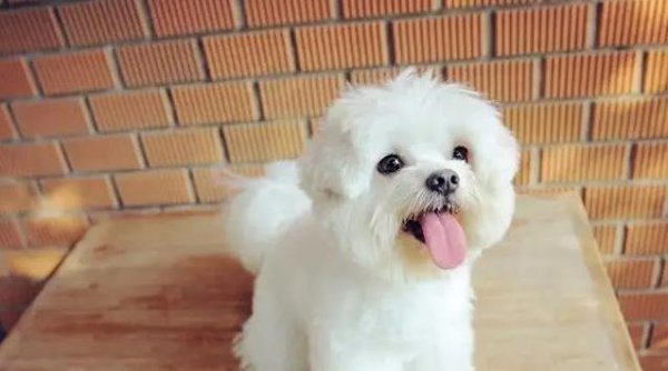 爱优配 养狗三年，它总黏着我不放，我以为是贪玩，却发现这是最深的爱意