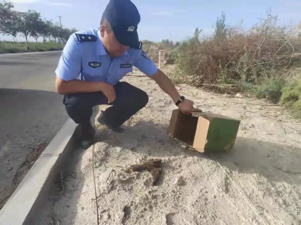 聚盈策略 百年一遇！新疆棉田捡到的＂怪鸟＂，竟是消失近百年的“暗夜精灵”